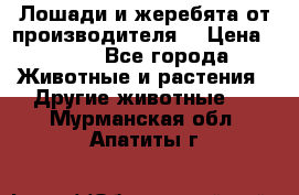 Лошади и жеребята от производителя. › Цена ­ 120 - Все города Животные и растения » Другие животные   . Мурманская обл.,Апатиты г.